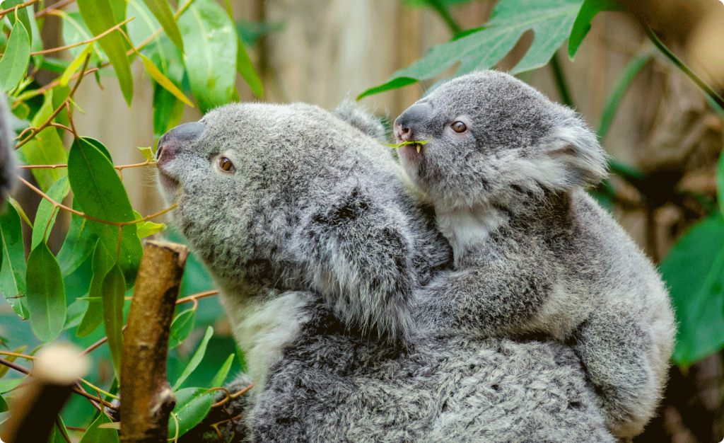 Mother and baby koala in the trees